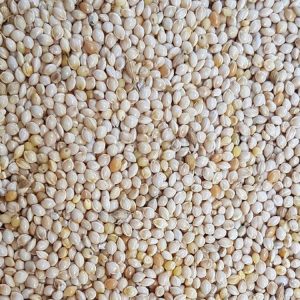 White Millet