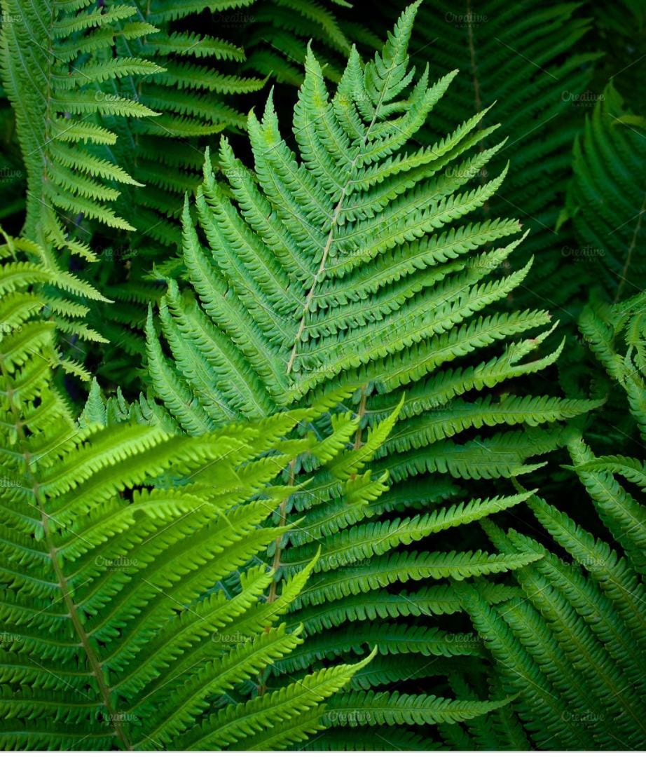 Herbs And Plants In Ghana - The Herbal Center