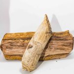 Blood Tree (Ahomachem) – Sacred Plant for Protection, Healing & Spiritual Purification