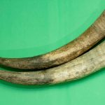 Cow Horn – For Divine Protection, Silencing Enemies & Oil Activation