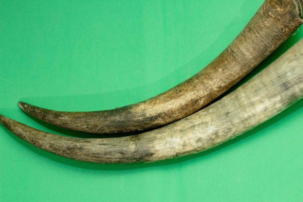Cow Horn – For Divine Protection, Silencing Enemies & Oil Activation